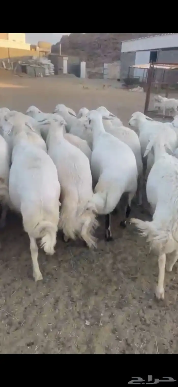 غنم حرش صنف 31