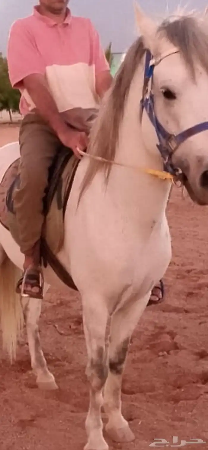 حصان بوني للبيع شرط السلامه والصحه 1