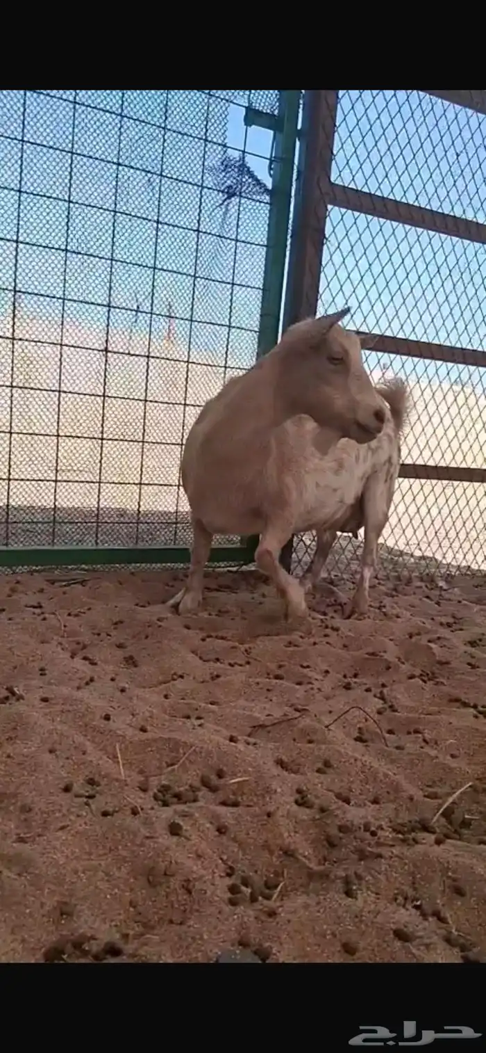 السلام عليكم عرضنا ماعز قزم معرف 0