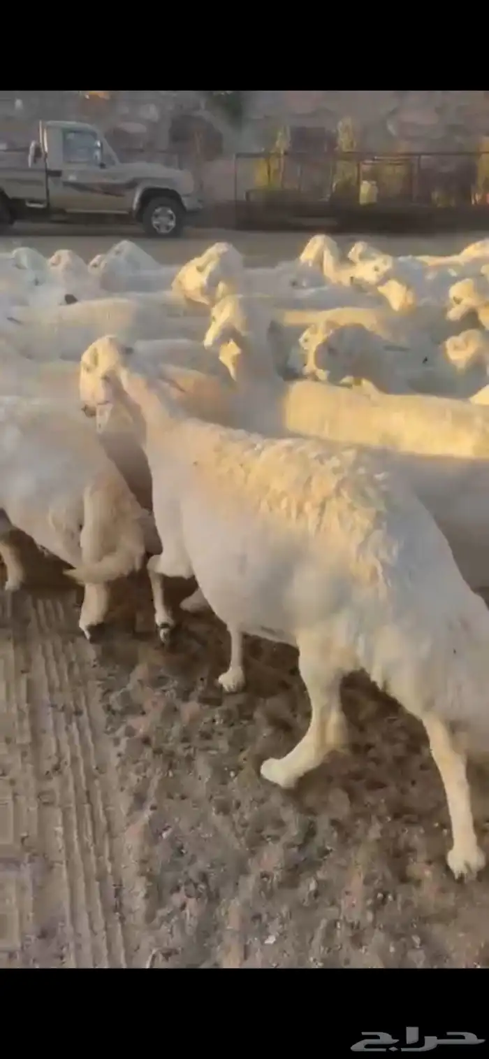 غنم حرش صنف 8