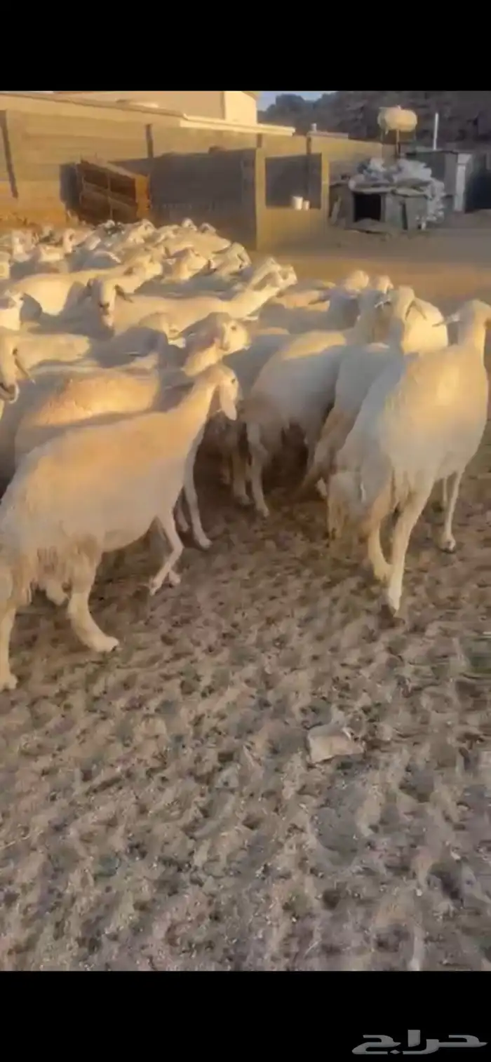 غنم حرش صنف 15