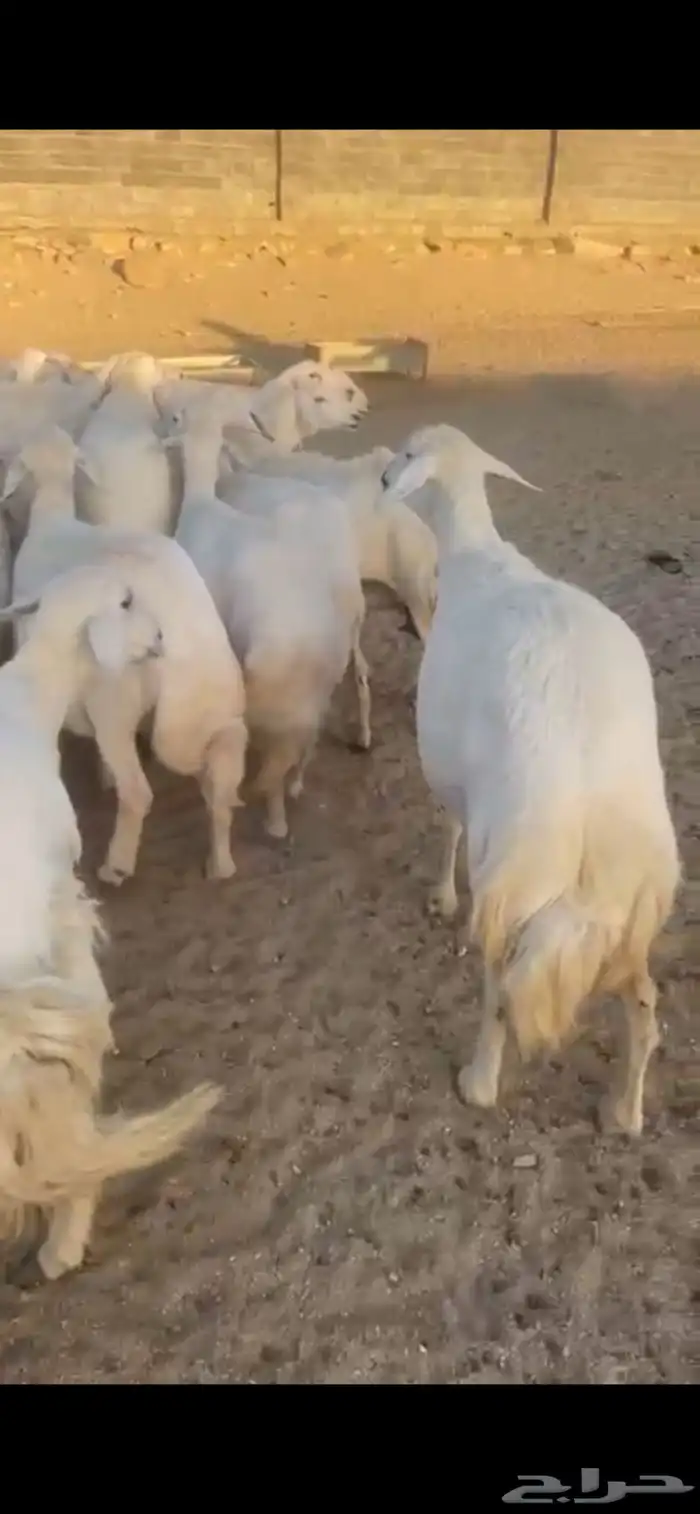 غنم حرش صنف 1