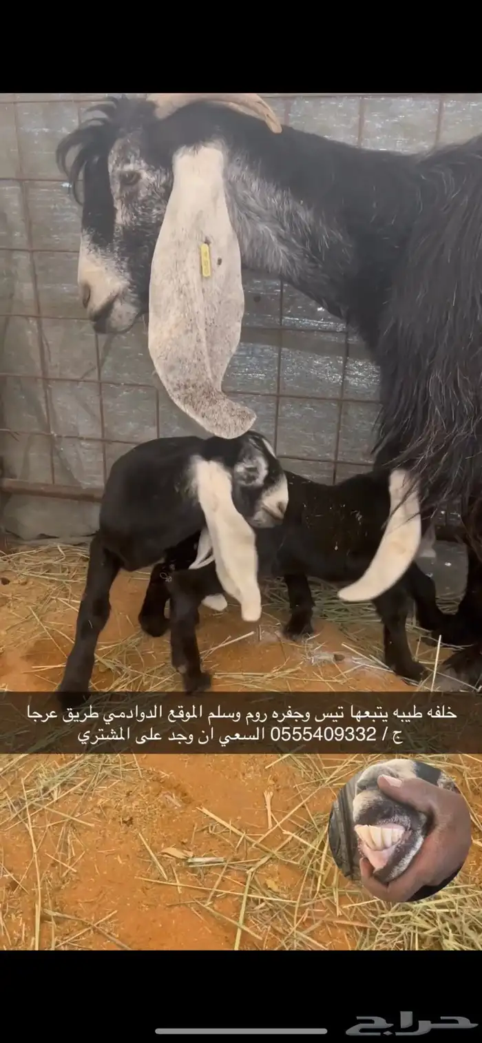 معزاء خلفات العدد 14 يتبعها 22 0