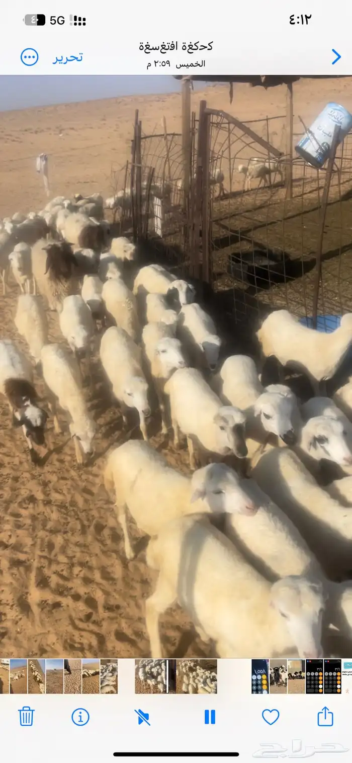 للبيع رخال رفيد العداد 80 والبيع عل 50 اوجمله 2