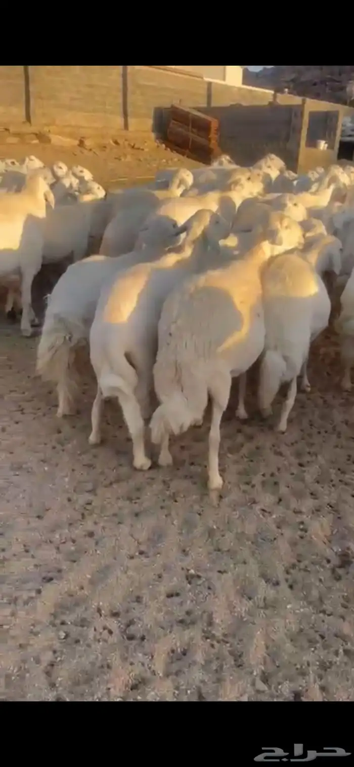 غنم حرش صنف 19