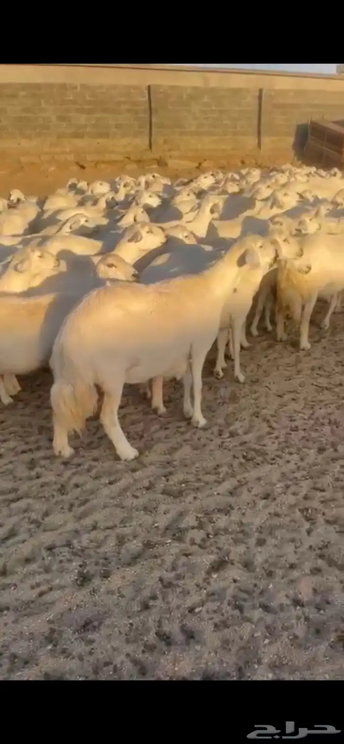 غنم حرش صنف 11