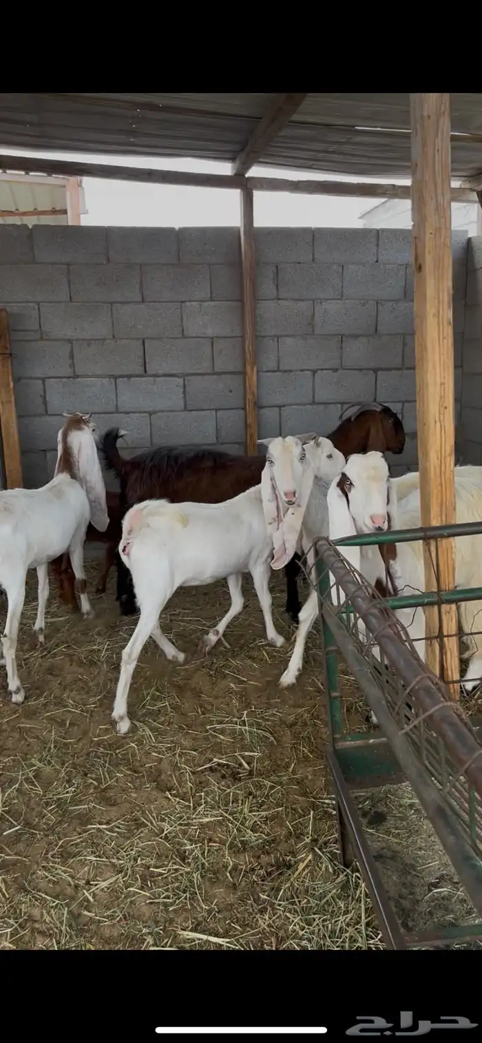 معاز بالجمله معزا هولنديه جفره نعيمي حري تيس عنز خروف 0