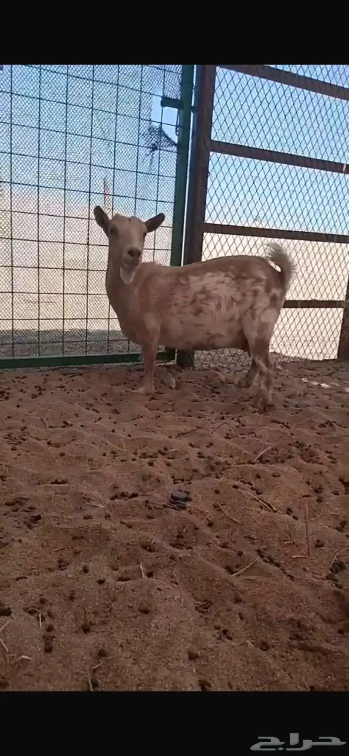 السلام عليكم عرضنا ماعز قزم معرف 2