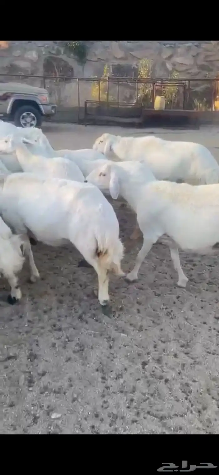 غنم حرش صنف 6