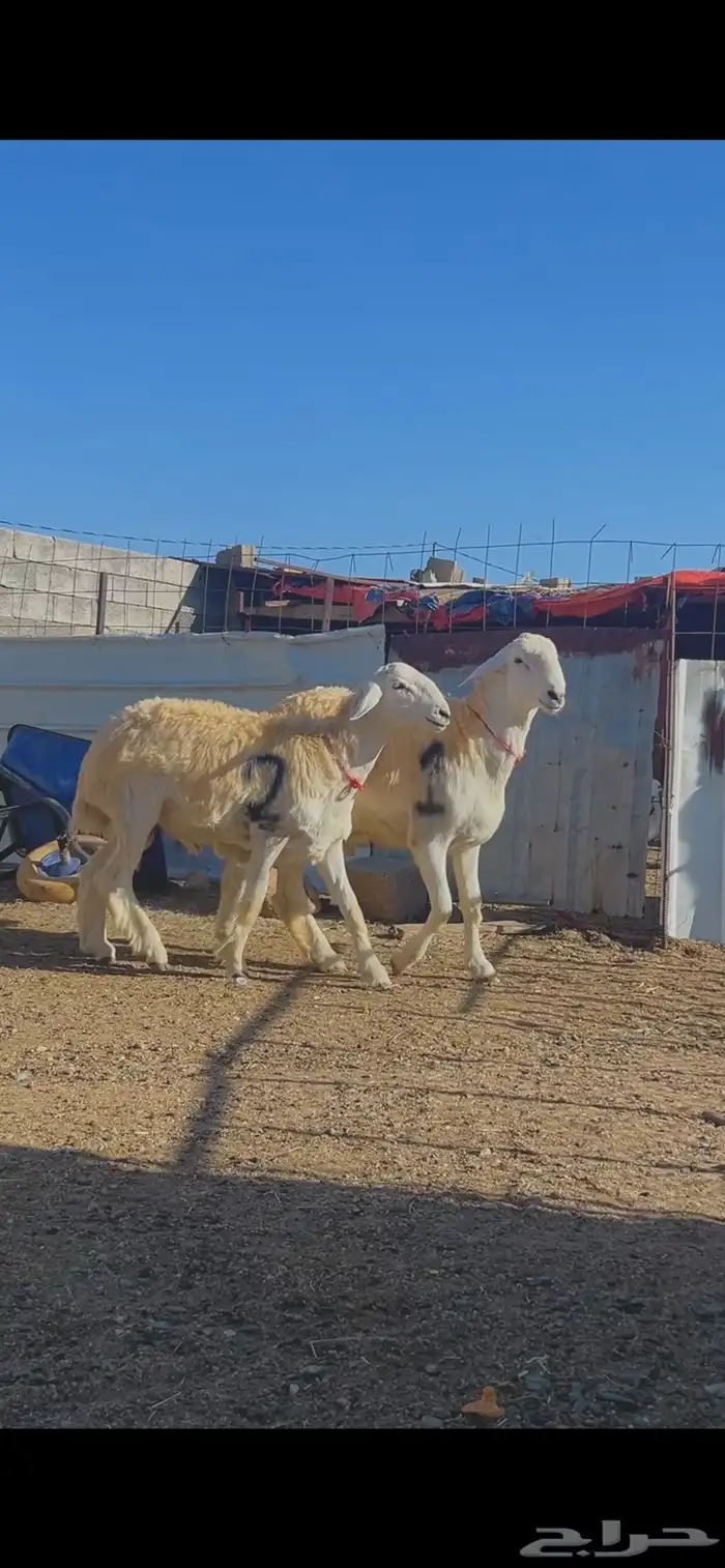 مشروع فحل نوادر صنف 0