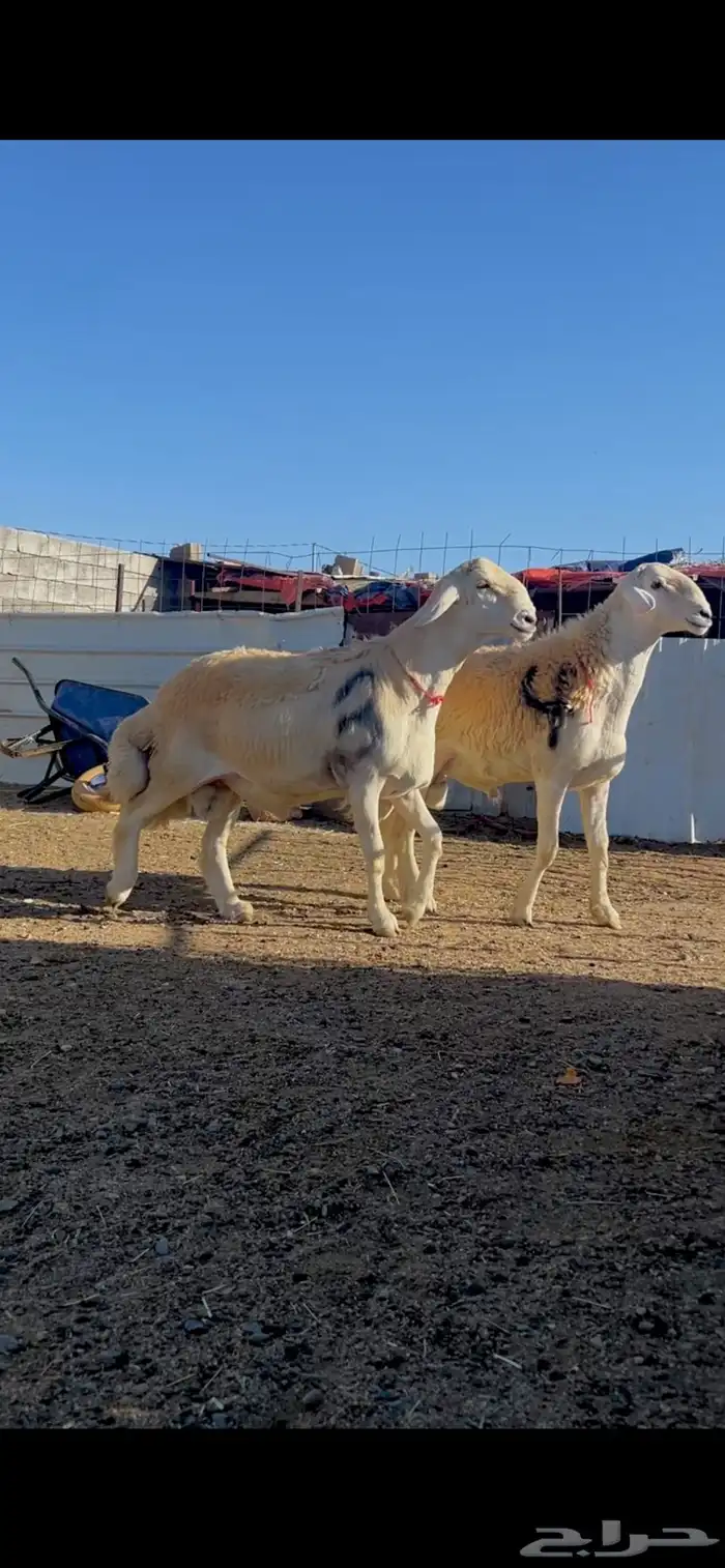 مشروع فحل نوادر صنف 1