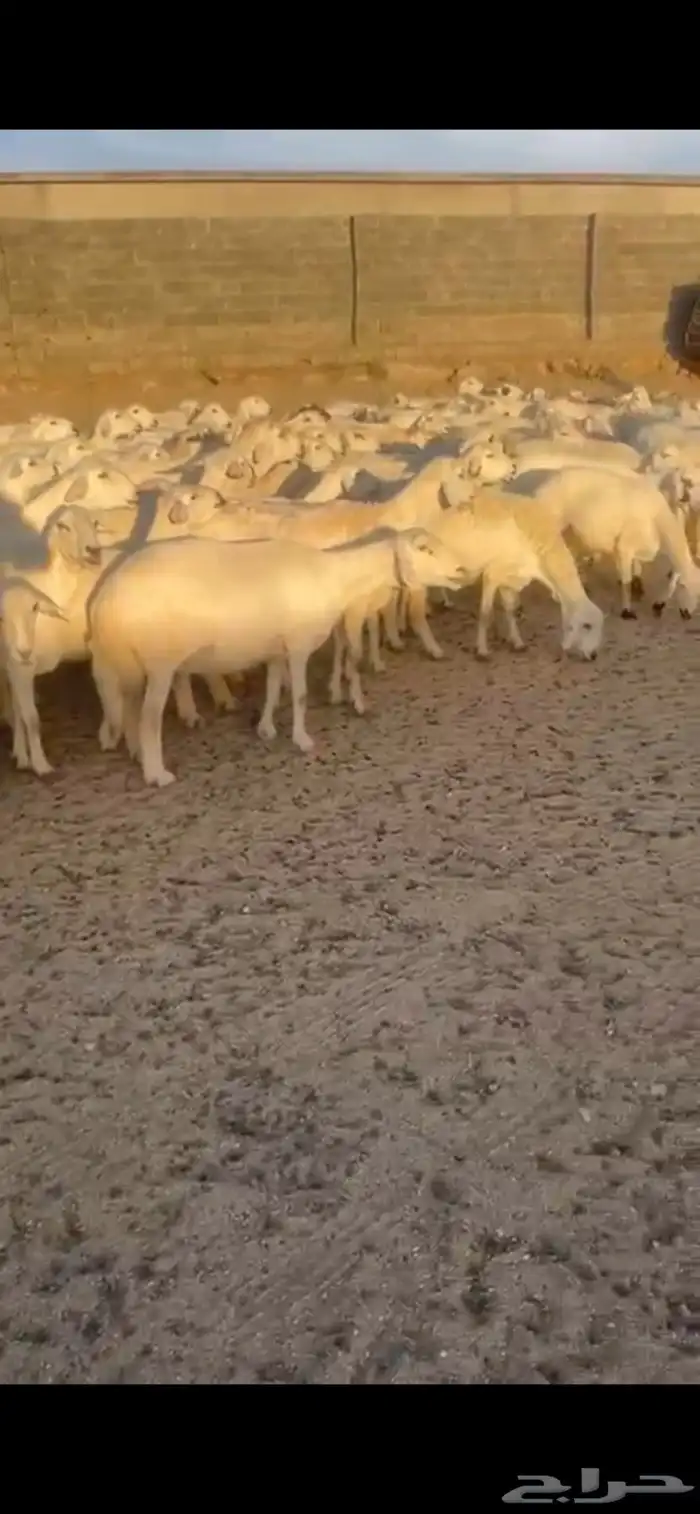 غنم حرش صنف 13