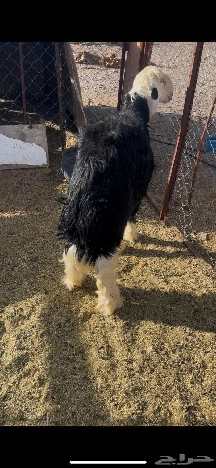خروف نجدي 0