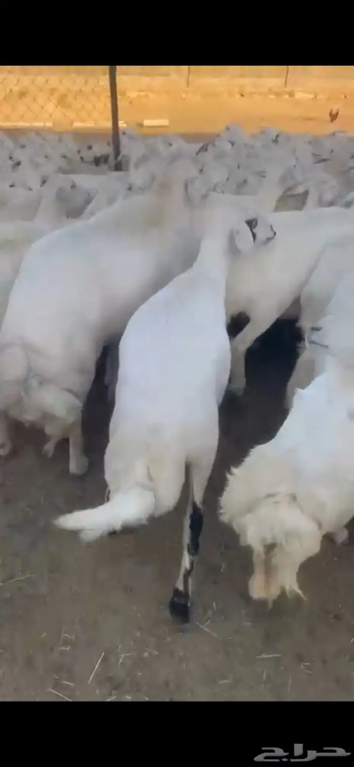 غنم حرش صنف 35