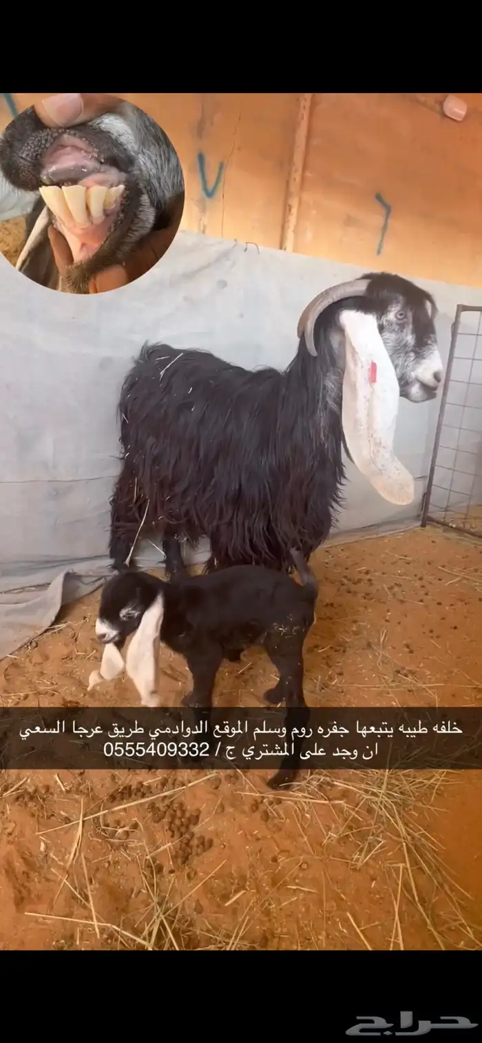 معزاء خلفات العدد 14 يتبعها 22 7