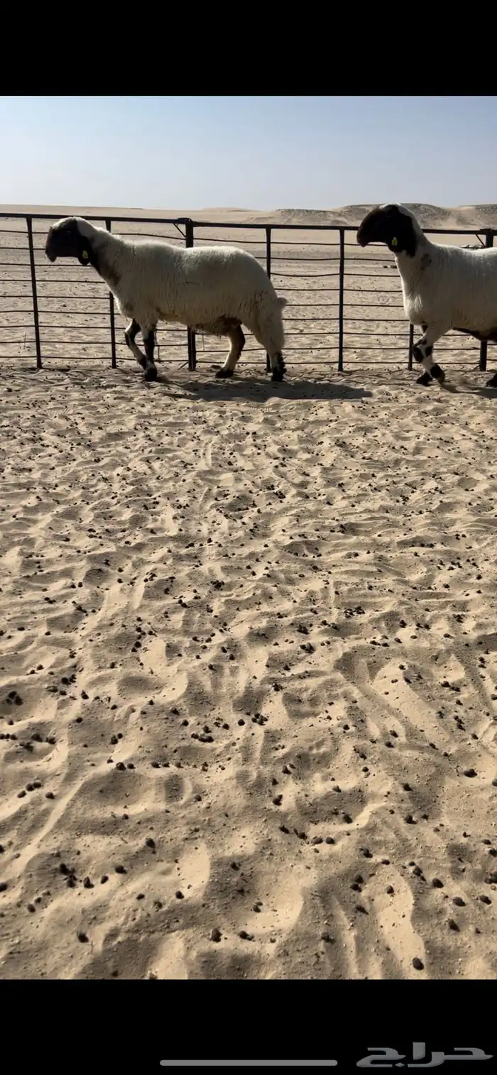 غنم صنف طيبه 4