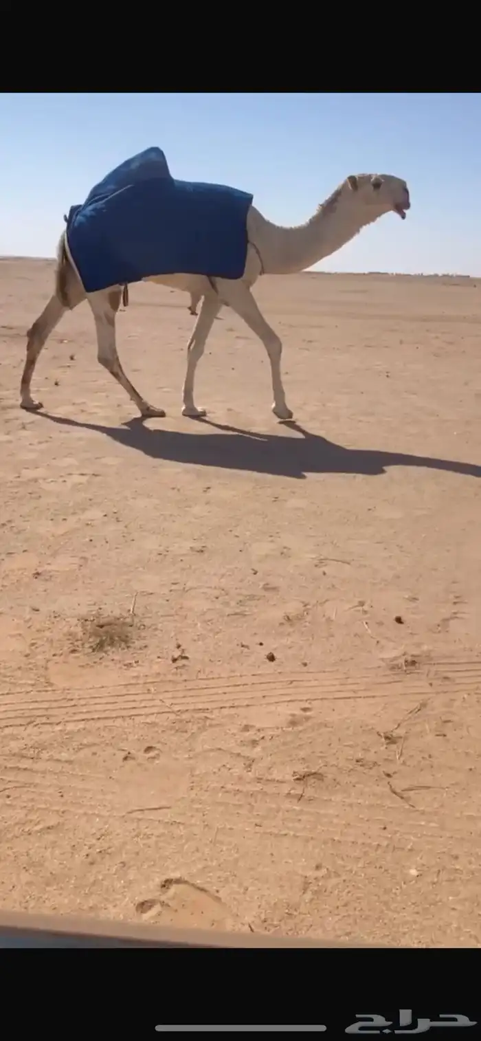 للبيع الفحل قعود باتلي سنه جذع يضرب ذا السنه 0