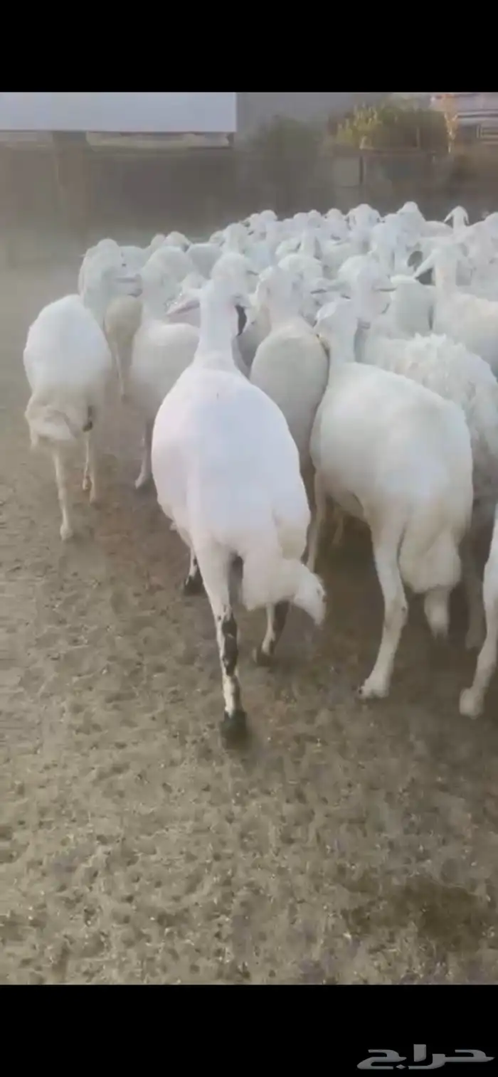 غنم حرش صنف 7