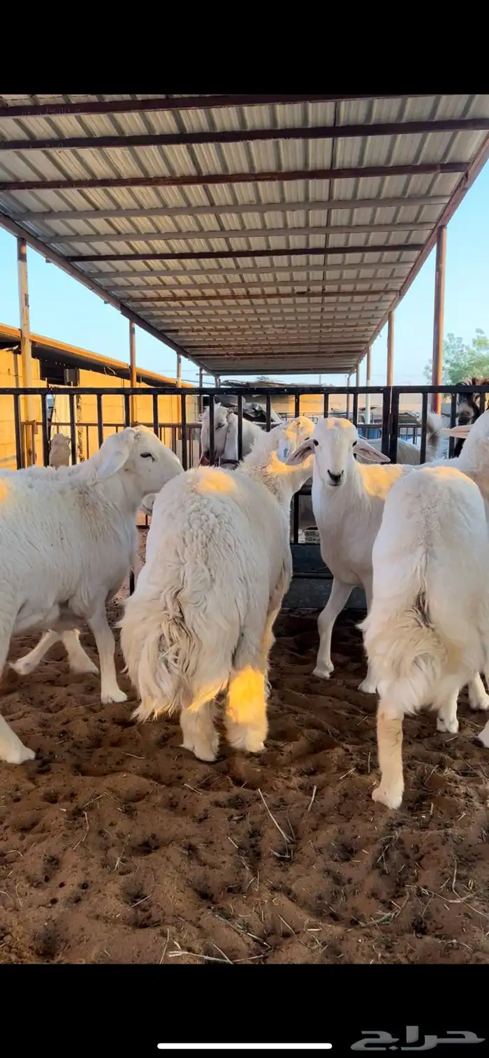 للبيع بهم حري فل شحم 3