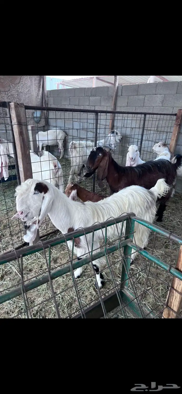 معاز بالجمله معزا هولنديه جفره نعيمي حري تيس عنز خروف 4