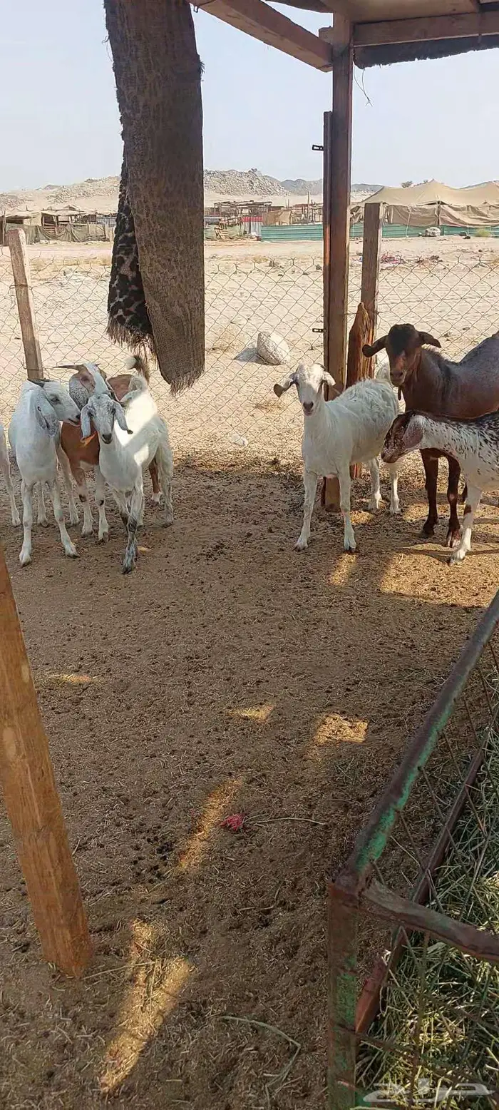 معزا خلفات وفحول معزا وجفار دفيع 5