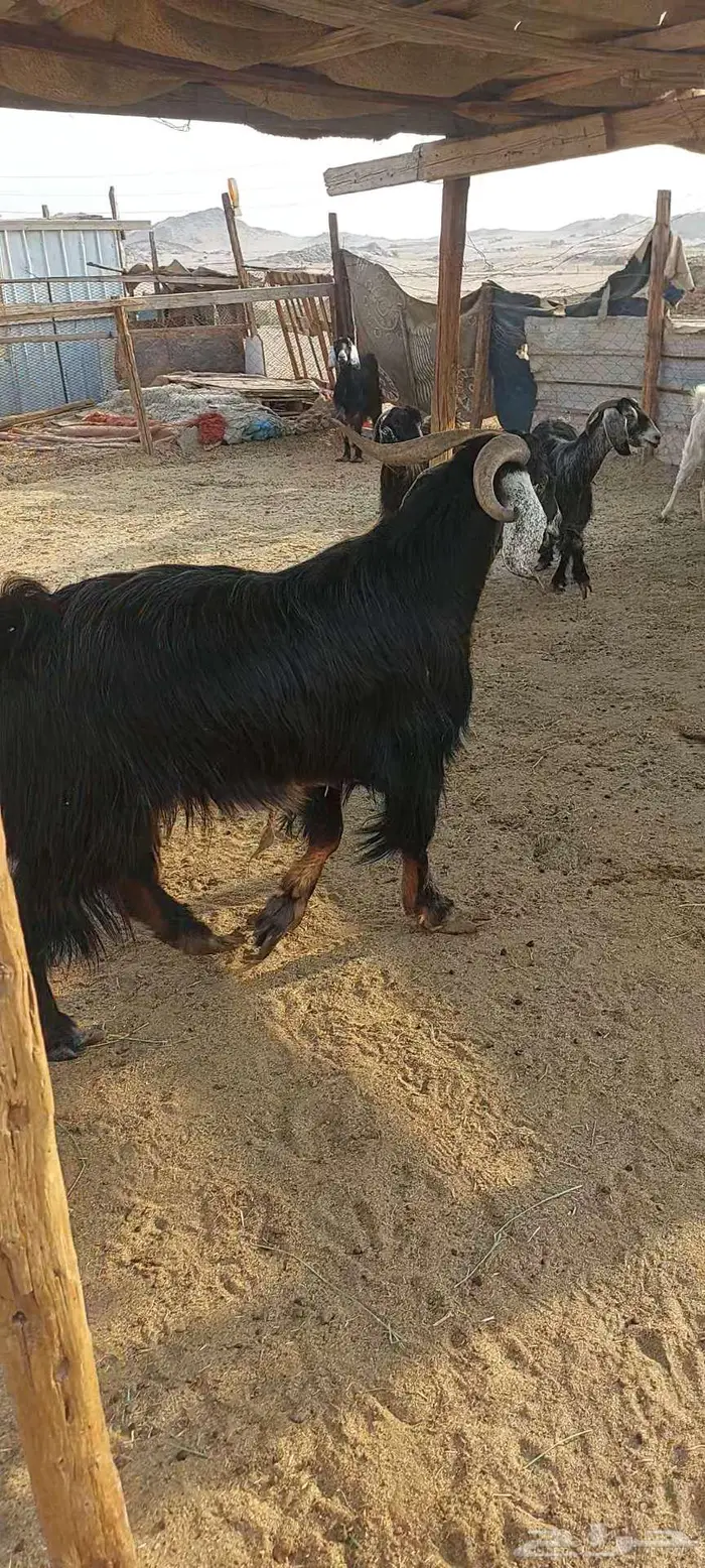 معزا خلفات وفحول معزا وجفار دفيع 9