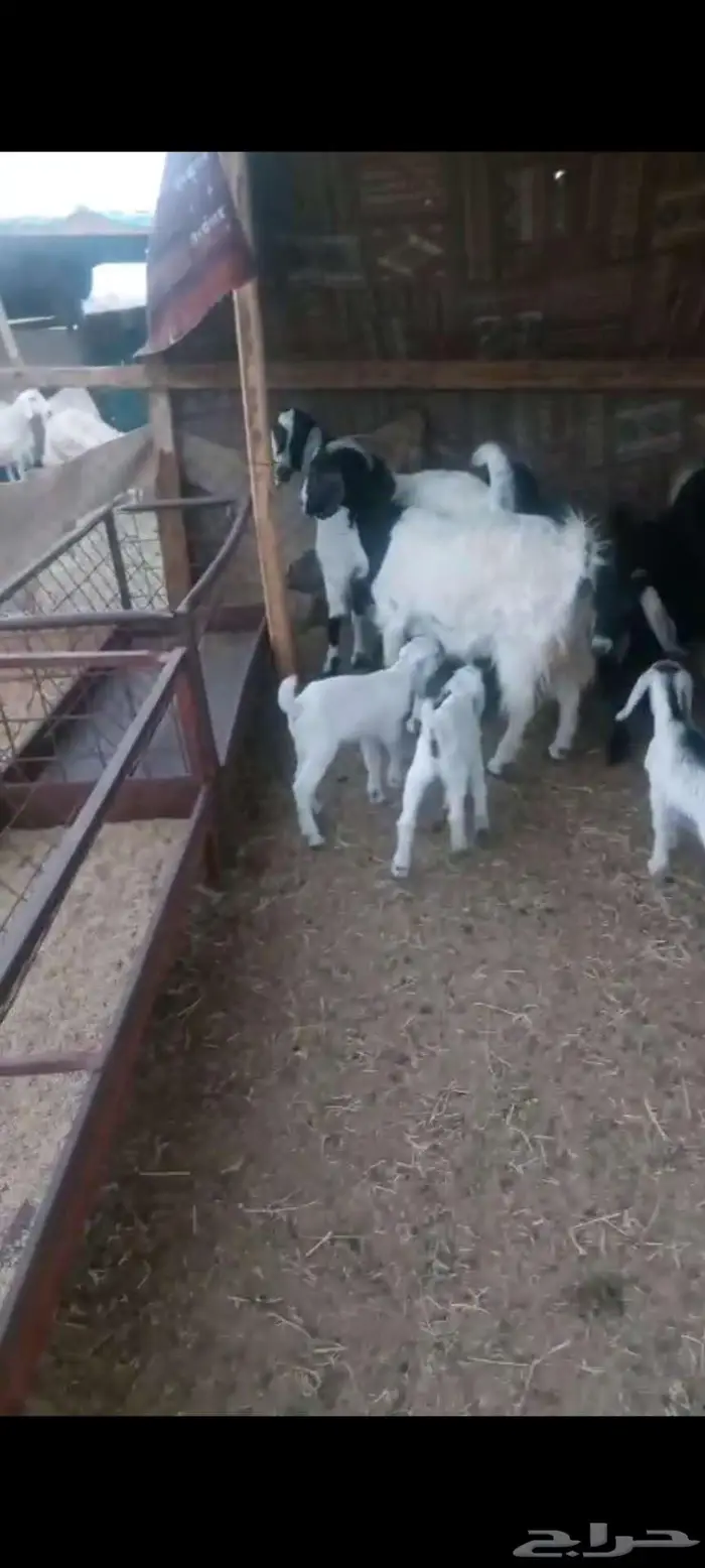 معزا خلفات وفحول معزا وجفار دفيع 2