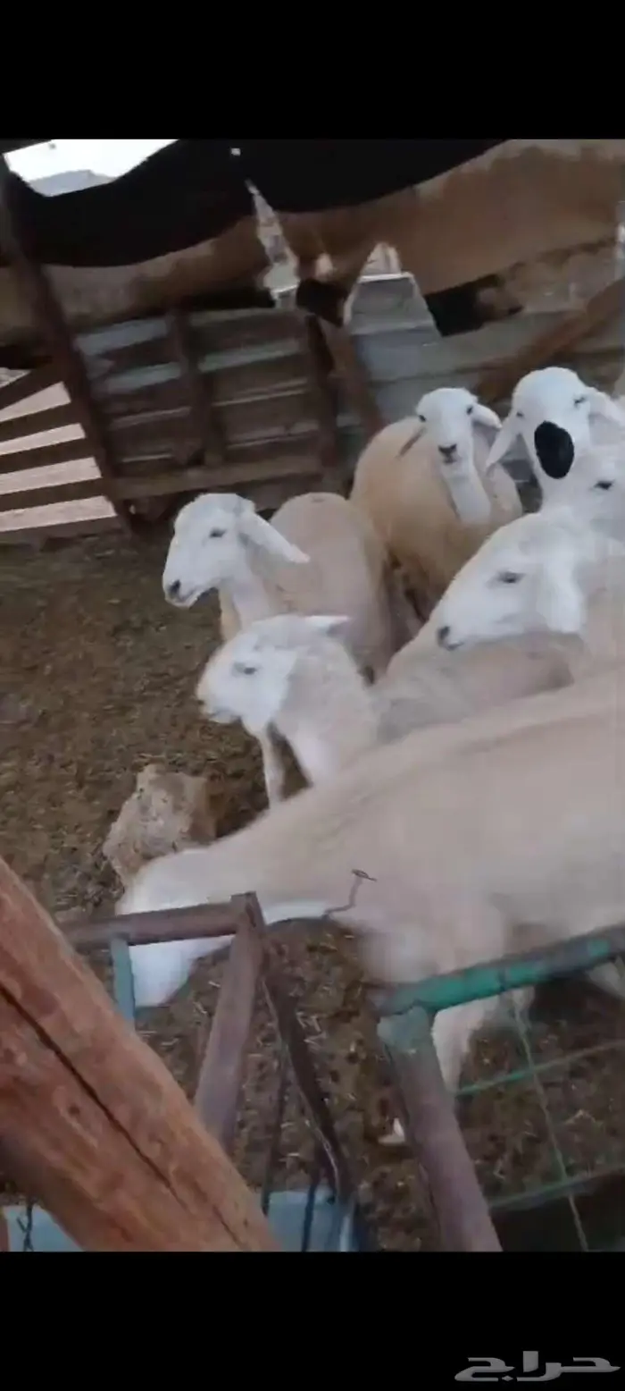 طليان ورخال مقاني ذبايح.. بهم تربية 3