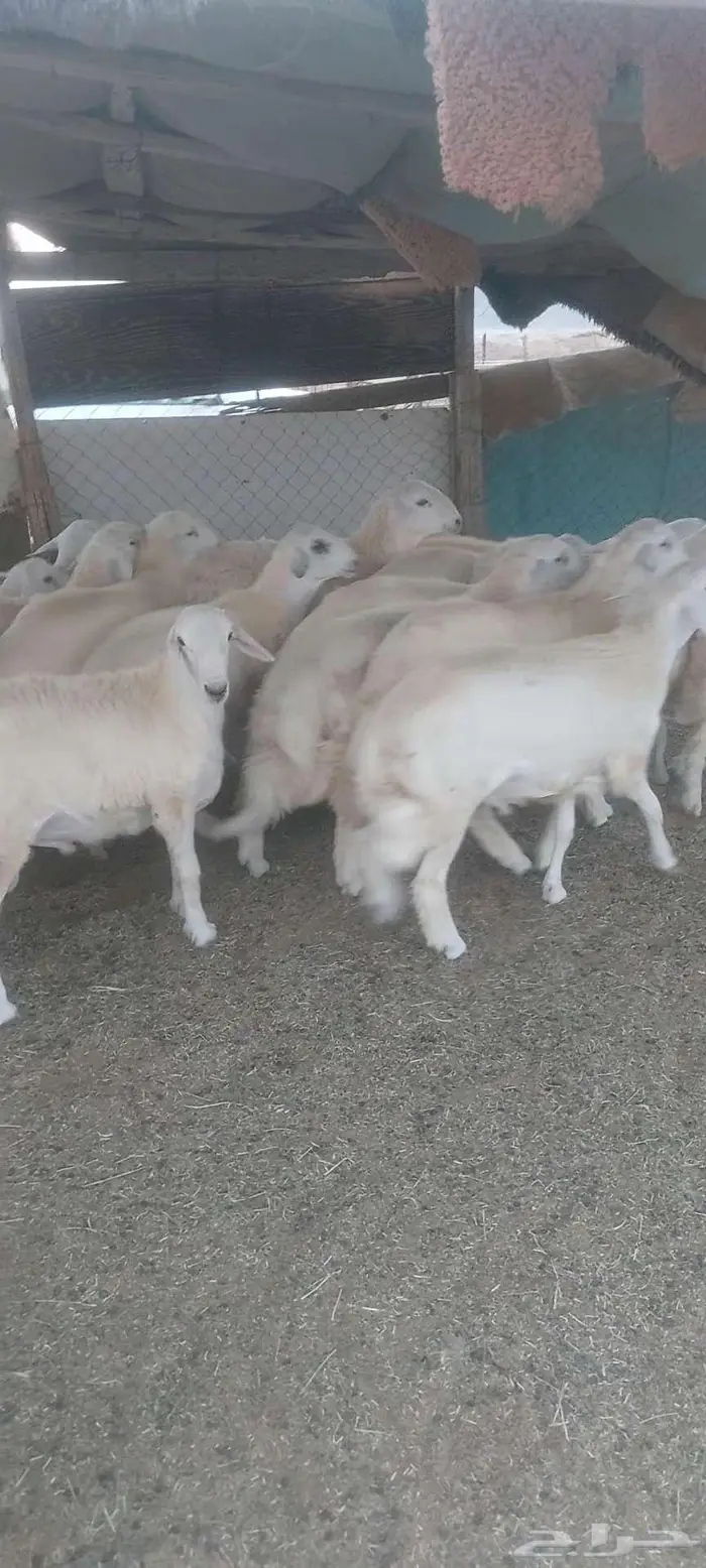 طليان ورخال مقاني ذبايح.. بهم تربية 1