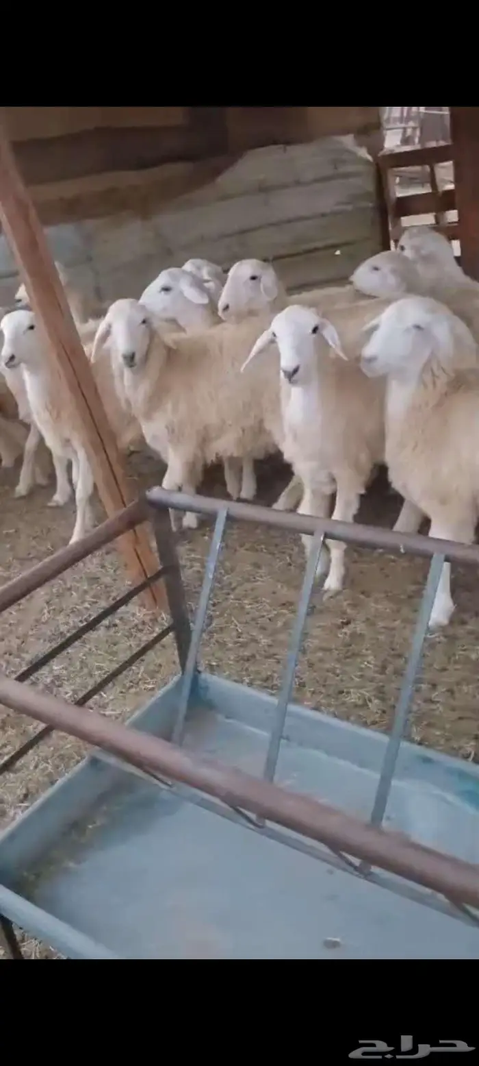 طليان ورخال مقاني ذبايح.. بهم تربية 4