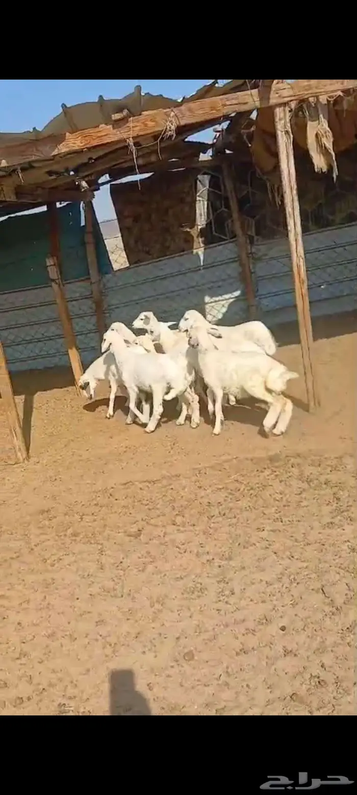 طليان ورخال مقاني ذبايح.. بهم تربية 13