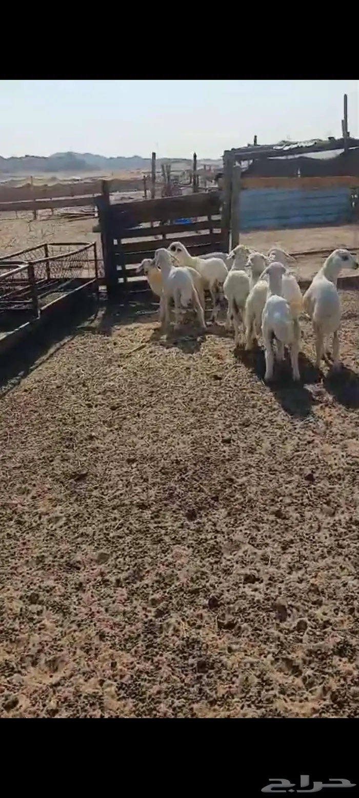 طليان ورخال مقاني ذبايح.. بهم تربية 12