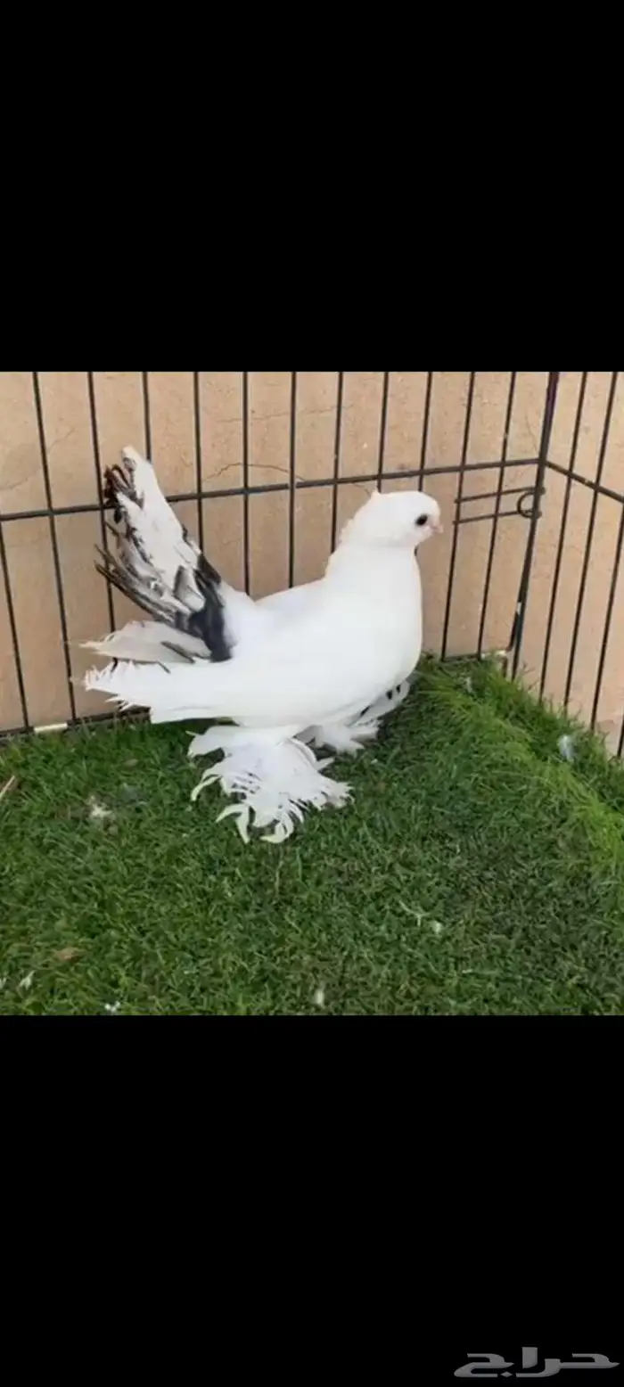 كرنقو مذيل 0