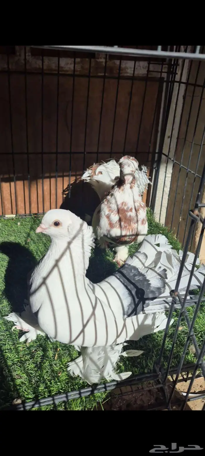 كرنقو مذيل 1