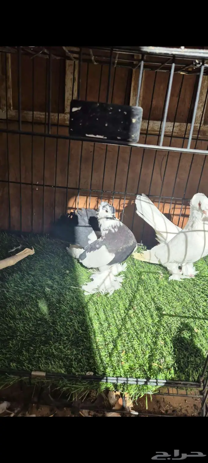 كرنقو مذيل 3