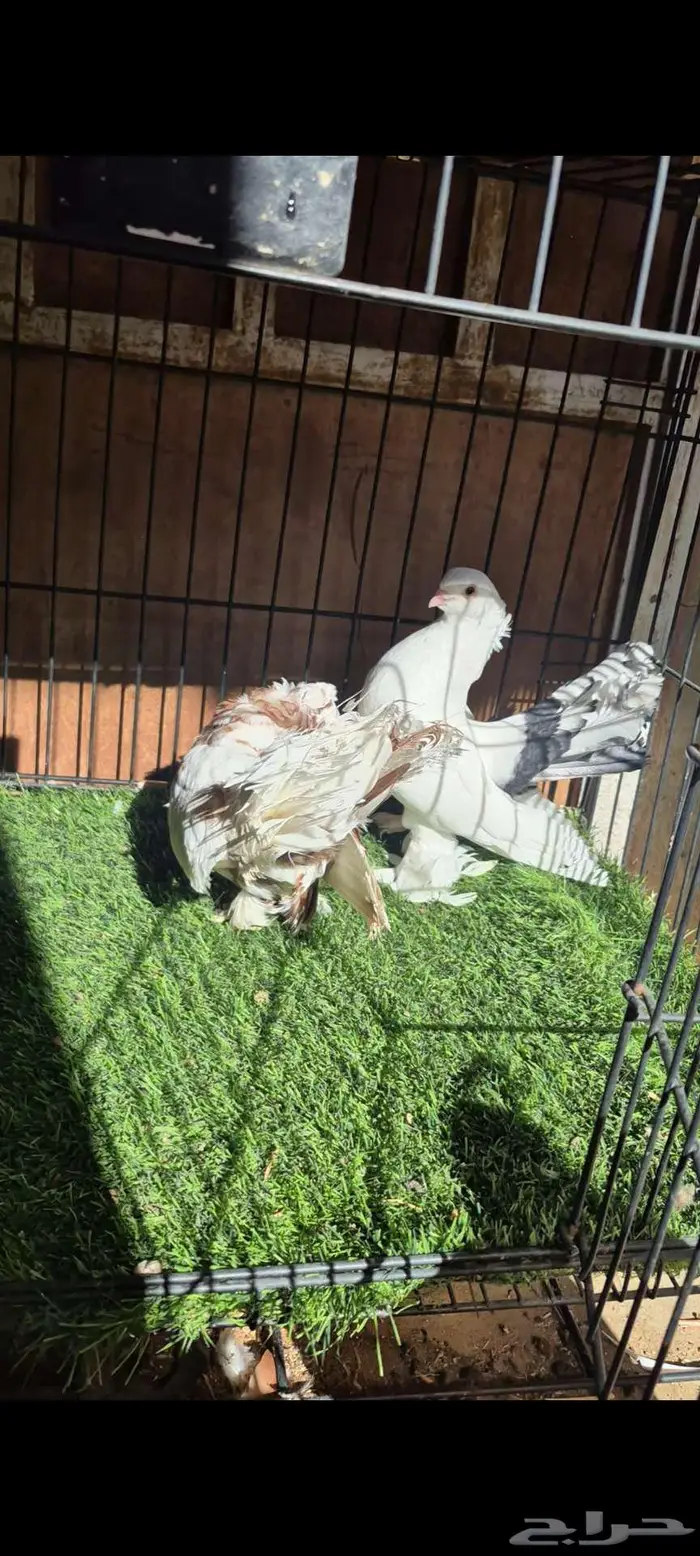 كرنقو مذيل 2