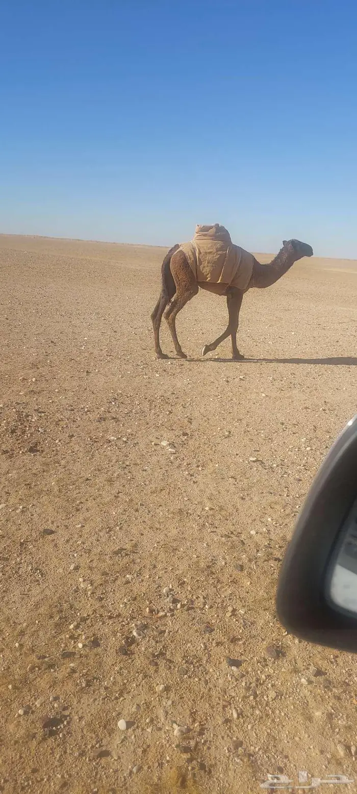 حاشي. للبيع عمره 8 الموقع شرق هجرة الفاو 0