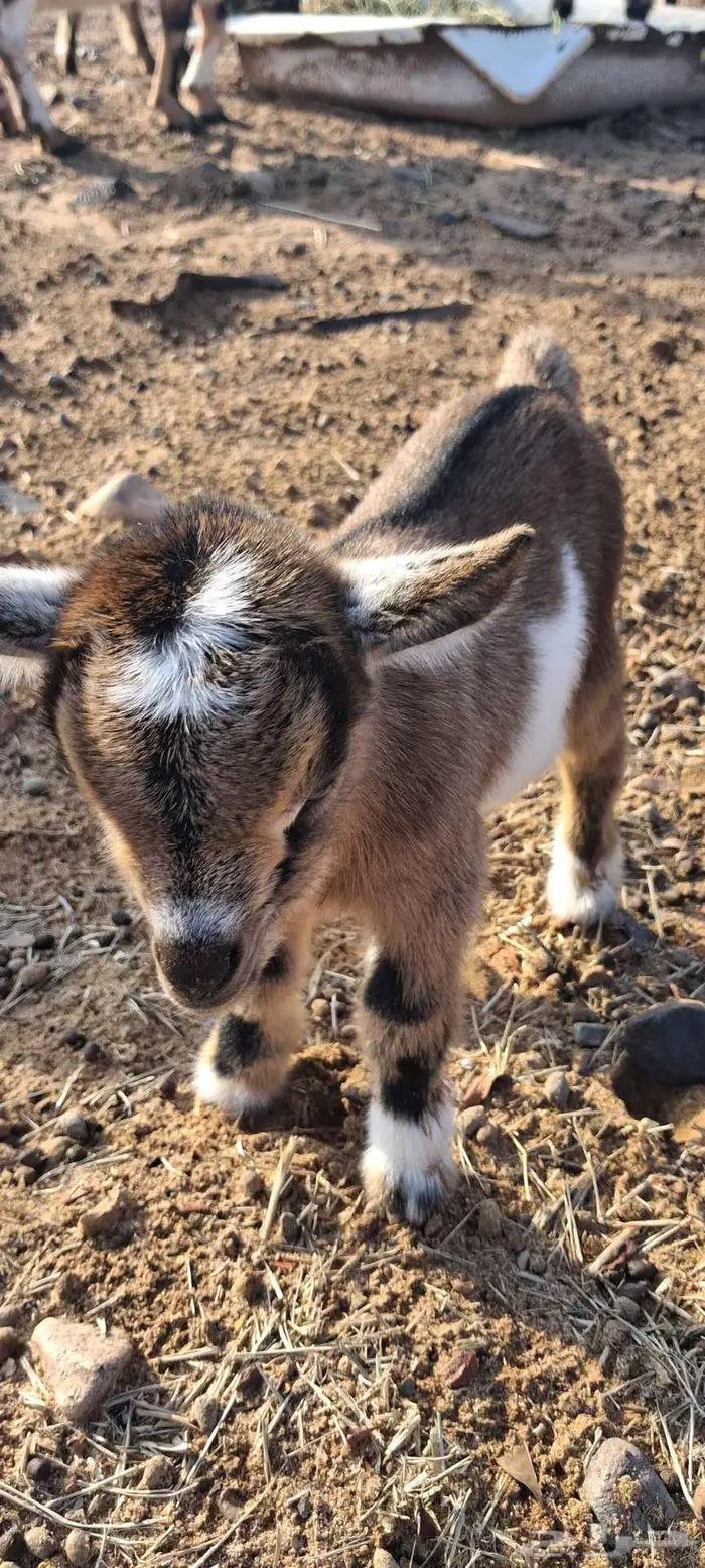 ماعز قزمي صغير أنثى عمرها اسبوع 0