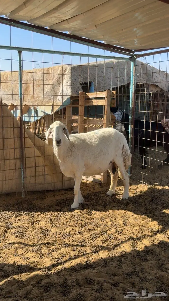 نعجه حريه حايل تامه 0