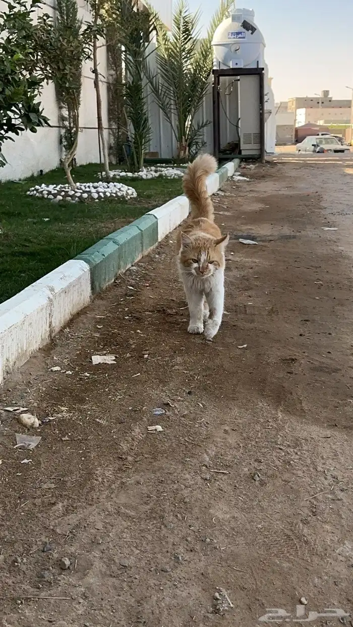 اللي مضيع قطو 0