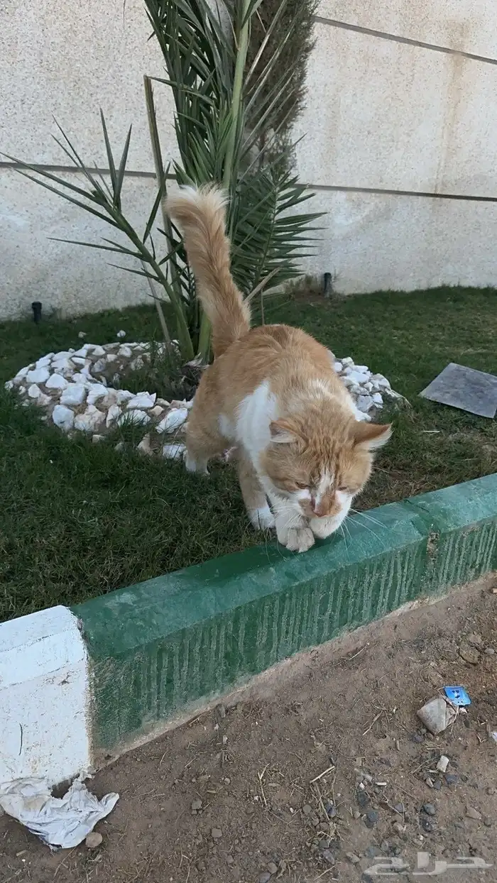 اللي مضيع قطو 2