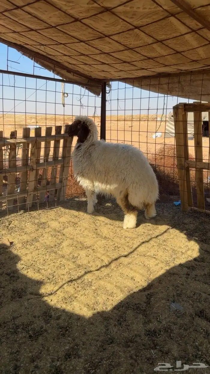 رخل نعيميه طيبه الرجاء التواصل على الرقم او الاتصال. 2