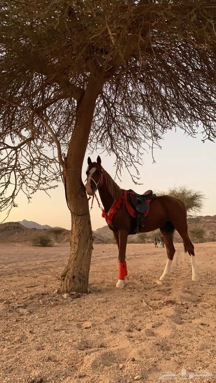 حصان للبيع البيع مستعجل 0