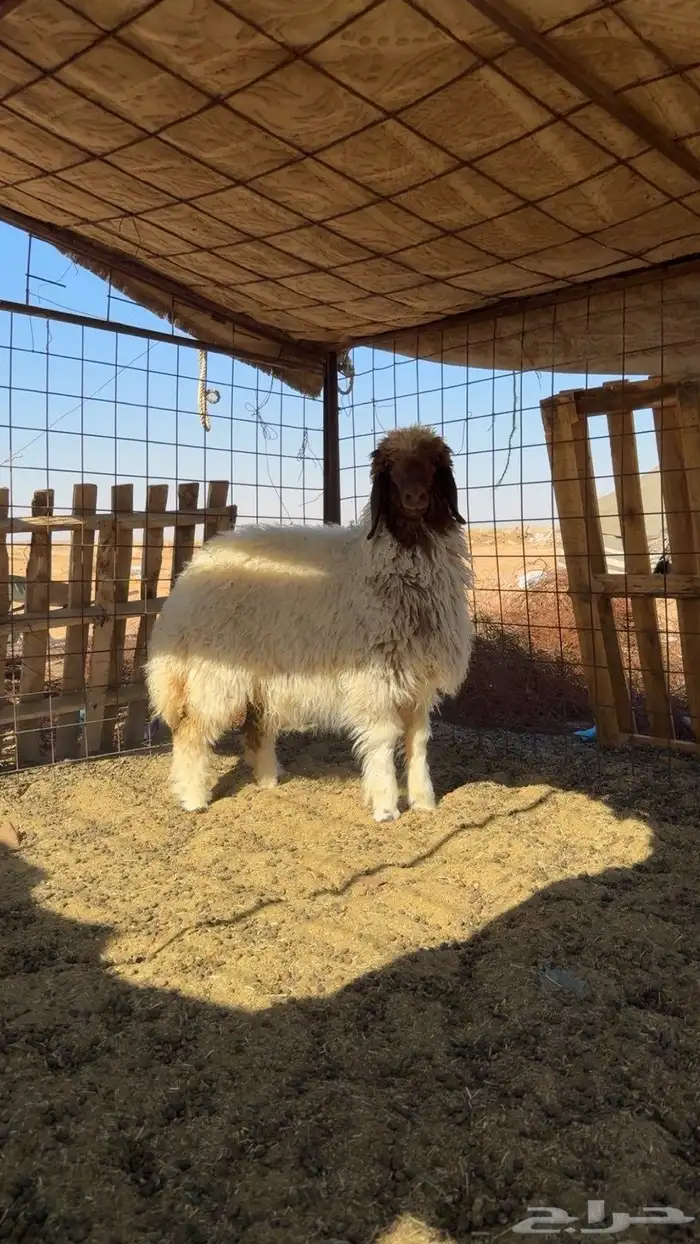 رخل نعيميه طيبه الرجاء التواصل على الرقم او الاتصال. 0