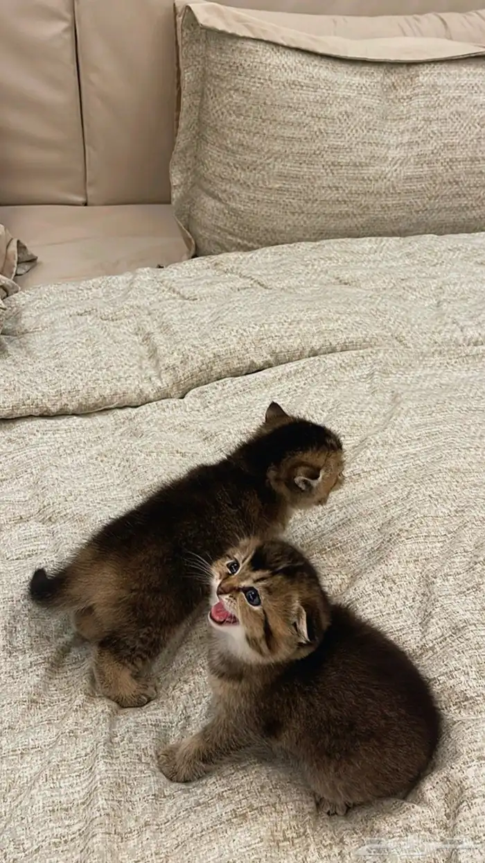 قطط سكوتش انثى دبل فولد شورت هير ذيل قصير حجمها صغير 7