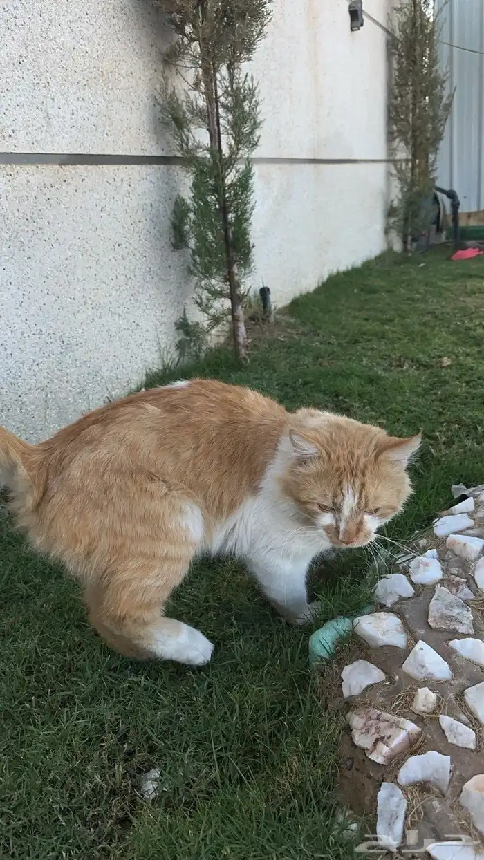 اللي مضيع قطو 1