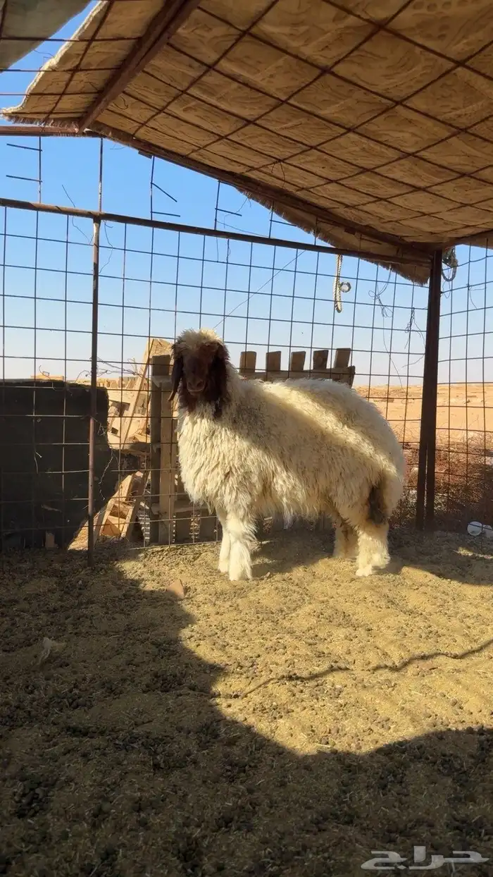 رخل نعيميه طيبه الرجاء التواصل على الرقم او الاتصال. 1