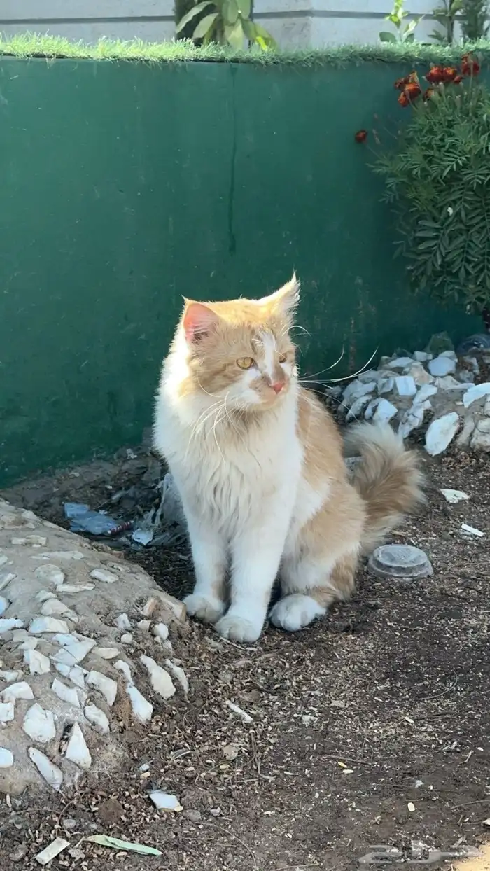 اللي مضيع قطو 3