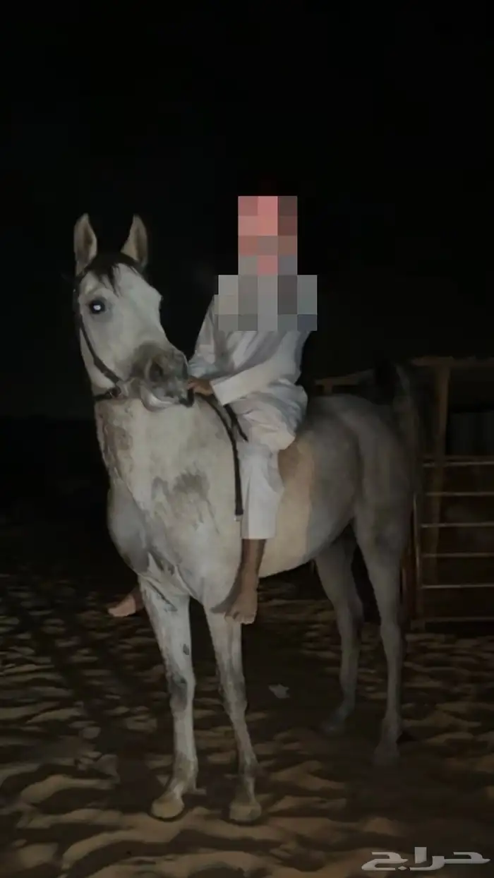 مهر واهو والبيع بدون ورق 2