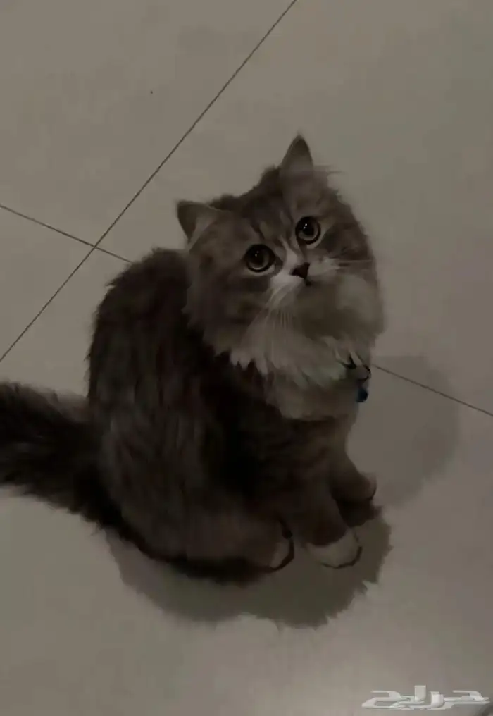 تبني طالبه تزاوج 1